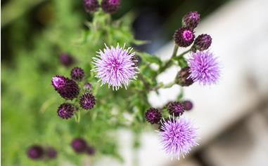 pixabay-distelblume