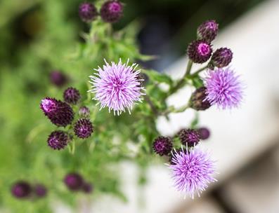 pixabay-distelblume