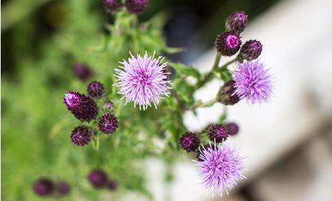 pixabay-distelblume