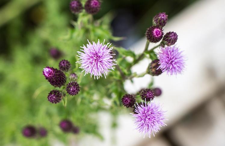 pixabay-distelblume