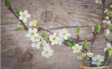 Kirschblüten