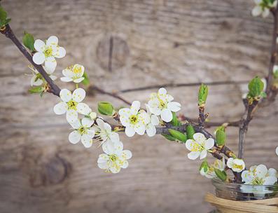 Cherry Blossoms