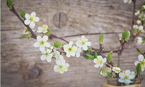 Kirschblüten